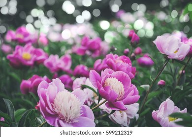 Flowers Background. Beautiful Pink And Red Peonies In Field. Toning