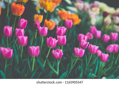 Flowers background, tulip flowers in the garden