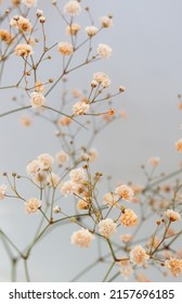 Flowers background.Beige gypsophila flowers or baby's breath flowers close up on gray background selective focus . Copy space. Poster. - Shutterstock ID 2157696185