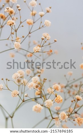 Flowers background.Beige gypsophila flowers or baby's breath flowers close up on gray background selective focus . Copy space. Poster.