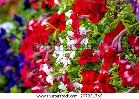 Flowers at a balcony