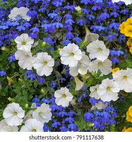 Flowers In Baskets In Crested Butte, CO, USA