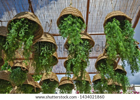 Flowers in baskets upside down hanging from the ceiling