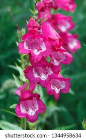 Flowers Of Beard Tongue