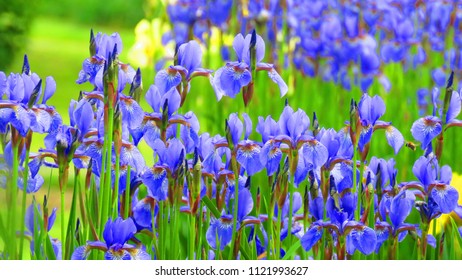 Flowers Of Bearded Iris, Iris Germanica,