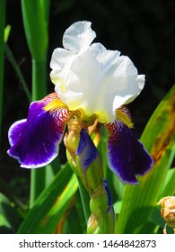 Flowers Of Bearded Iris, Iris Germanica,