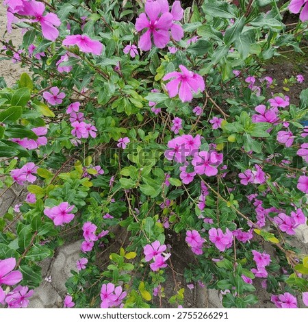 flowers beatiful
flowees
flowers
flowers