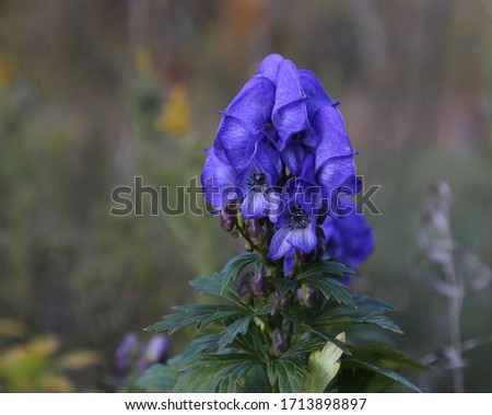 The flowers of the beautiful, but highly poisonous Azure Monkshood (Aconitum fischeri).  Shot in early fall, in Ontario, Canada.