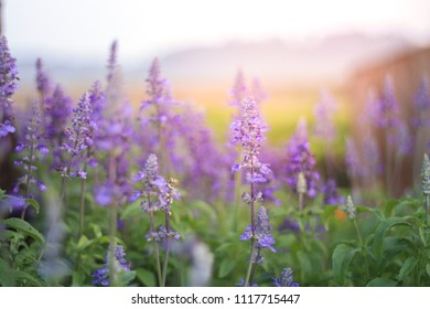 Flowers with beautiful sunshine look happy