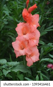 Flowers Beauty Summer A Common Foxglove Flowers In Natural Vegetation Ambiance Digitalis Hybrida Pink Panther Pink Flowers In Garden Orange Gladiolus Flowers Outdoor Closeup Nature Blooming Fresh