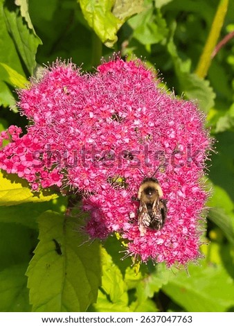 flowers, bee, bumble, spring, green, leaf, pink