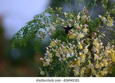 Flowers and Bees
