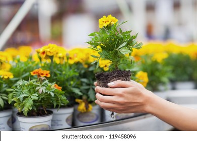 Flowers Being Put In Pots In Garden Center