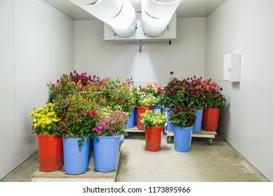 Flowers In The Big Cold Storage Room