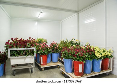 Flowers In The Big Cold Storage Room