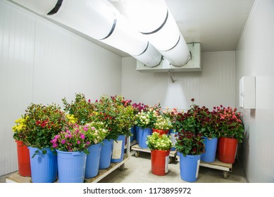 flowers in the big cold storage room