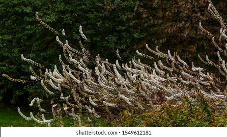 Cimicifuga Racemosa High Res Stock Images Shutterstock