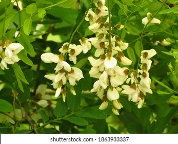 Flowers Of Black Locust Tree,