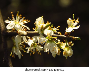 flowers of blackthorn, sloe,, Prunus spinosa,