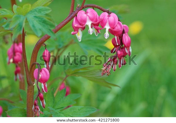 Flowers of\
bleeding-heart (Dicentra), herbaceous plant with oddly shaped\
flowers and finely divided\
leaves