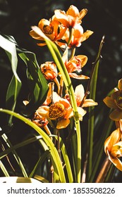 Flowers At The Bloedel Conservatory