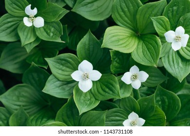 Flowers In Blomidon Provincial Park, Nova Scotia