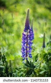 Flowers In Blomidon Provincial Park, Nova Scotia