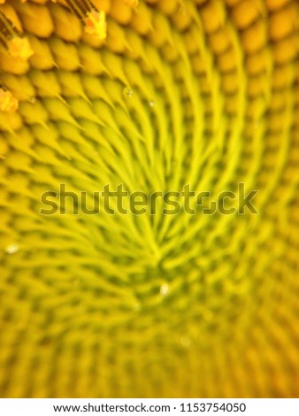 Similar – Image, Stock Photo soon Tagetes will bloom