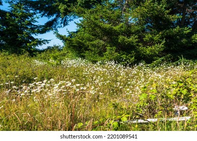 Flowers Bloom On Whidbey Island, Washington, USA