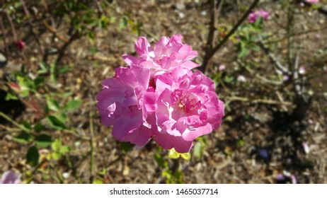 Flowers In Bloom At Parramatta Park 