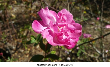 Flowers In Bloom At Parramatta Park 