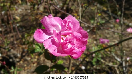 Flowers In Bloom At Parramatta Park 