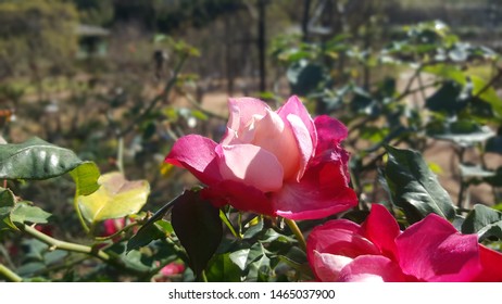 Flowers In Bloom At Parramatta Park 