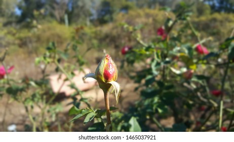 Flowers In Bloom At Parramatta Park 