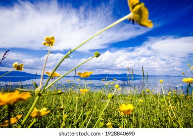 Flowers Sky 图片 库存照片和矢量图 Shutterstock