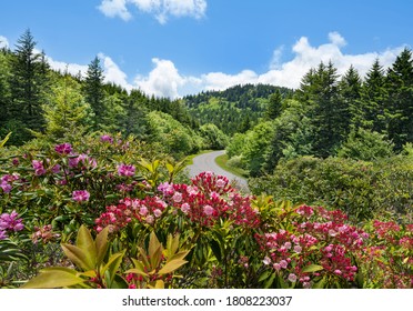 Flowers Blooming Along Blue Ridge Parkway. Highway Winding In The Mountains Summer Mountain  Scenery. Near Asheville, North Carolina, USA.