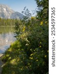 Flowers blooming along Leigh lake in Wyoming