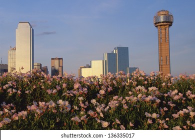 Flowers Blooming With Dallas Skyline And Reunion Tower In The Background, TX