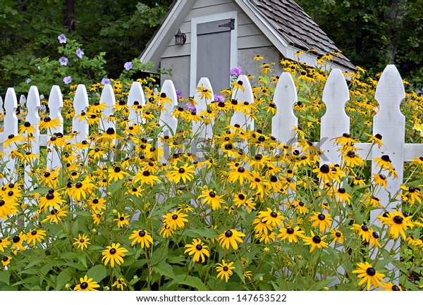 Flowers Blooming Front Picket Fence Garden Stock Photo (Edit Now) 147653522