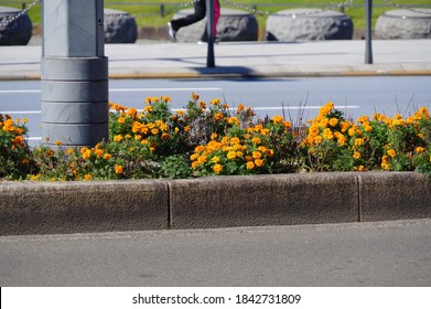 Flowers Are Blooming In The Median Strip