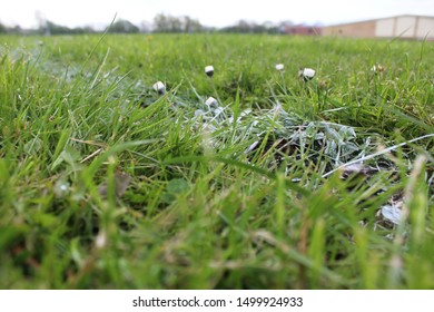 Flowers Blooming On Halfway Line