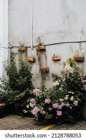 Flowers Blooming On Nicaragua Street