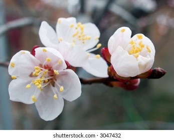 Flowers of blossoming apricot - tree (spring orchard)