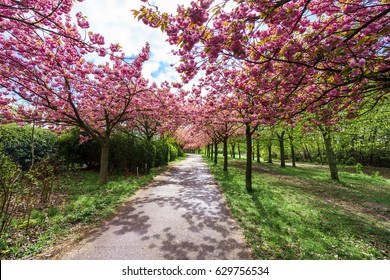flowers blossoming in park on a spring sunny day - Shutterstock ID 629756534