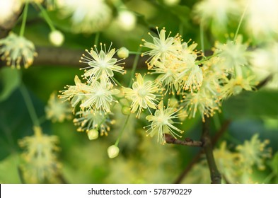 flowers blossoming tree linden wood, used for the preparation of healing tea, natural background, spring.
