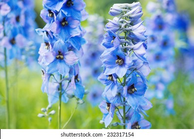 Flowers Blue Delphinium