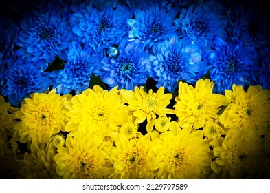 Flowers In Blue And Yellow Colors Of The Ukrainian Flag In A Dark Frame. (war In Ukraine - Concept)