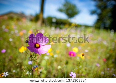 Similar – Once upon a time; flowers and grasses of a flower meadow