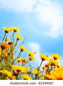Flowers border, field of fresh yellow daisies over blue sky natural background