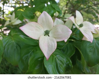 Flowers Of Botanical Garden In Prague